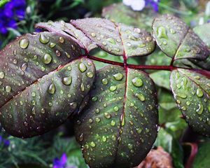 Preview wallpaper leaves, drops, moisture