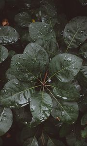 Preview wallpaper leaves, drops, moisture
