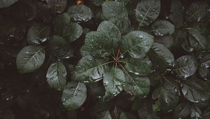 Preview wallpaper leaves, drops, moisture