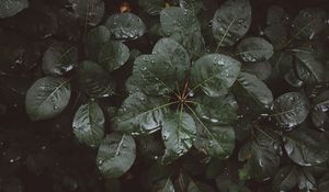 Preview wallpaper leaves, drops, moisture
