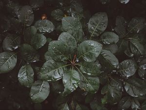 Preview wallpaper leaves, drops, moisture
