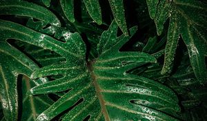 Preview wallpaper leaves, drops, moisture, green, wet