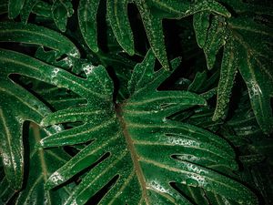 Preview wallpaper leaves, drops, moisture, green, wet