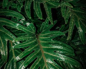 Preview wallpaper leaves, drops, moisture, green, wet