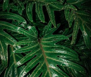 Preview wallpaper leaves, drops, moisture, green, wet