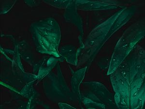Preview wallpaper leaves, drops, moisture, green, dark