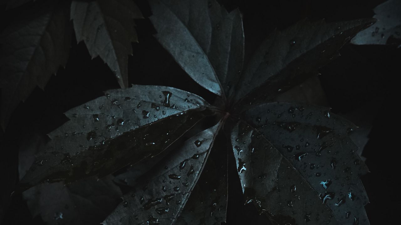 Wallpaper leaves, drops, moisture, dark