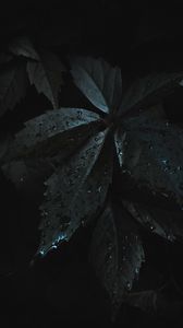 Preview wallpaper leaves, drops, moisture, dark