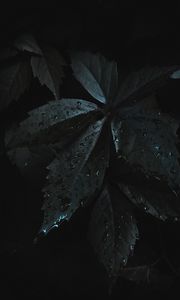 Preview wallpaper leaves, drops, moisture, dark