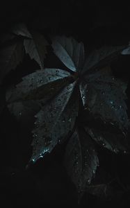 Preview wallpaper leaves, drops, moisture, dark