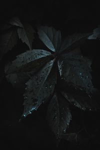 Preview wallpaper leaves, drops, moisture, dark