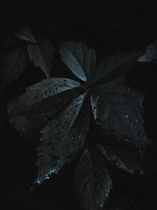 Preview wallpaper leaves, drops, moisture, dark