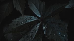 Preview wallpaper leaves, drops, moisture, dark