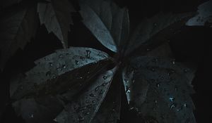 Preview wallpaper leaves, drops, moisture, dark