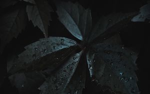 Preview wallpaper leaves, drops, moisture, dark