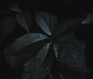 Preview wallpaper leaves, drops, moisture, dark