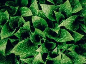 Preview wallpaper leaves, drops, moisture, macro, green