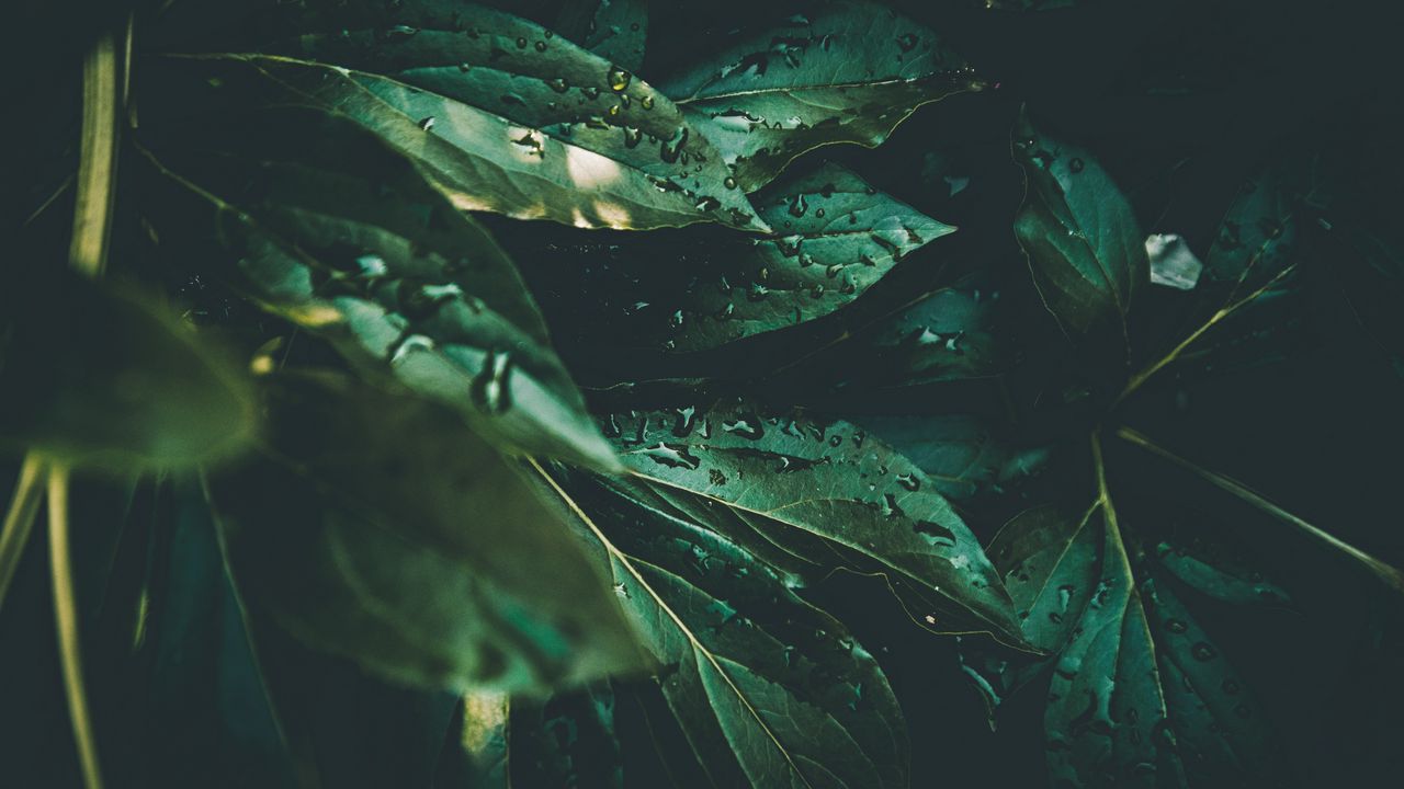 Wallpaper leaves, drops, plant, dew, moisture, green
