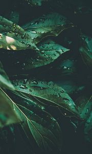 Preview wallpaper leaves, drops, plant, dew, moisture, green