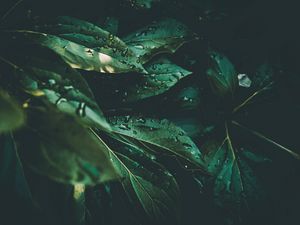 Preview wallpaper leaves, drops, plant, dew, moisture, green