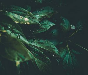 Preview wallpaper leaves, drops, plant, dew, moisture, green