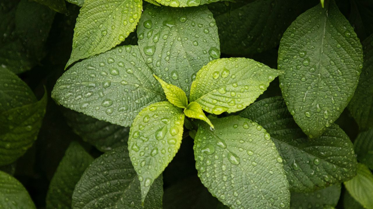 Wallpaper leaves, drops, plant, green, macro