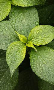 Preview wallpaper leaves, drops, plant, green, macro