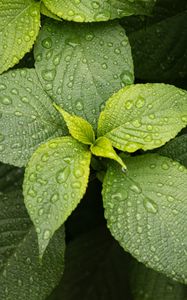 Preview wallpaper leaves, drops, plant, green, macro