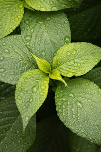 Preview wallpaper leaves, drops, plant, green, macro