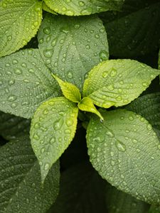 Preview wallpaper leaves, drops, plant, green, macro