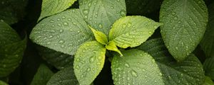 Preview wallpaper leaves, drops, plant, green, macro