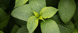 Preview wallpaper leaves, drops, plant, green, macro