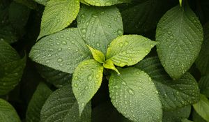 Preview wallpaper leaves, drops, plant, green, macro