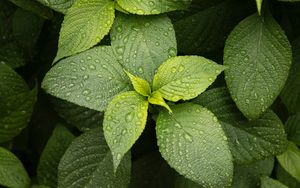 Preview wallpaper leaves, drops, plant, green, macro