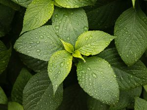 Preview wallpaper leaves, drops, plant, green, macro