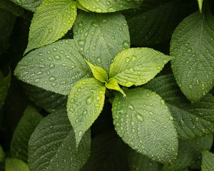Preview wallpaper leaves, drops, plant, green, macro