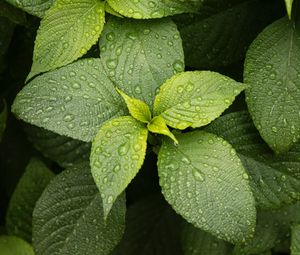 Preview wallpaper leaves, drops, plant, green, macro