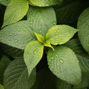 Preview wallpaper leaves, drops, plant, green, macro