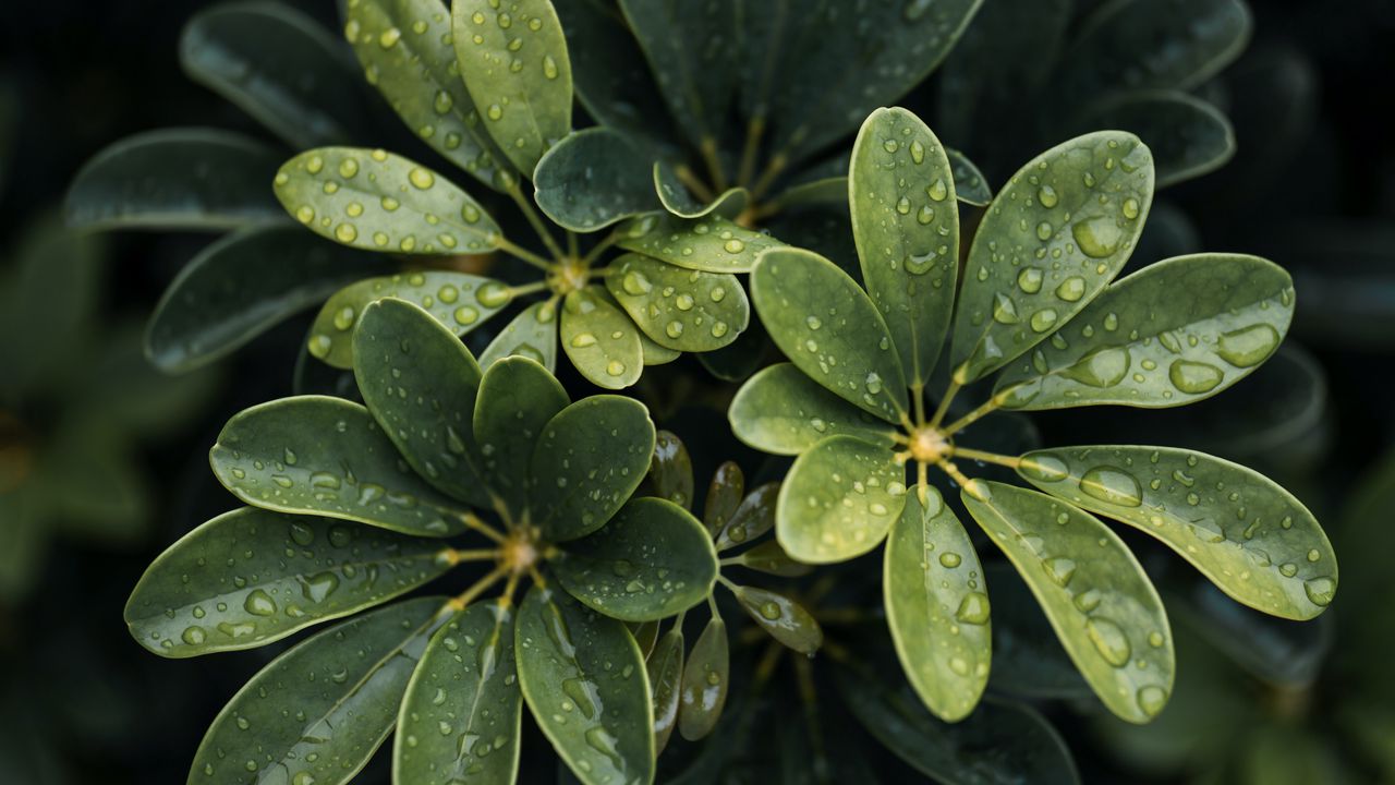 Wallpaper leaves, drops, plant, macro