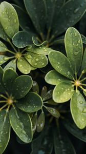 Preview wallpaper leaves, drops, plant, macro