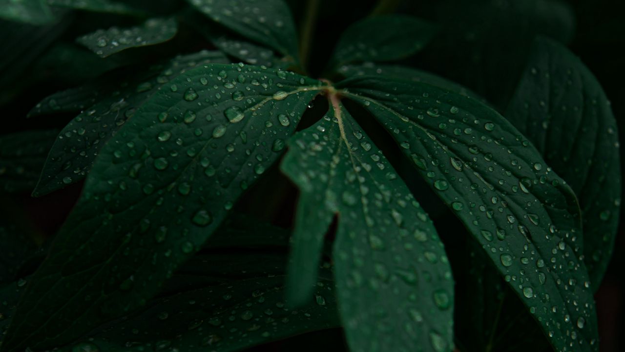 Wallpaper leaves, drops, plant, dark