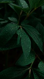 Preview wallpaper leaves, drops, plant, dark