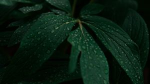 Preview wallpaper leaves, drops, plant, dark