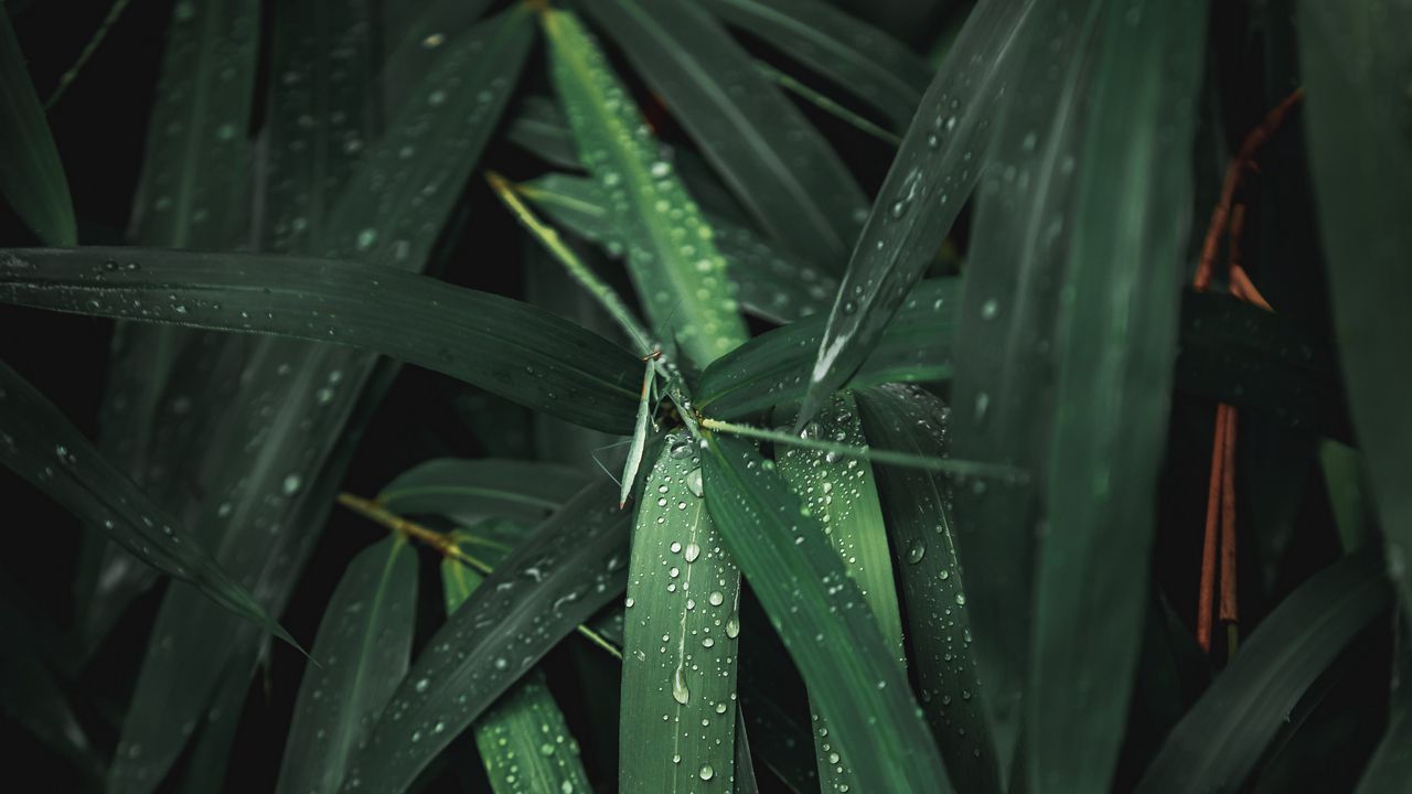 Wallpaper leaves, drops, plant, wet, green
