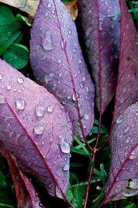 Preview wallpaper leaves, drops, plants, autumn, fallen