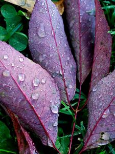 Preview wallpaper leaves, drops, plants, autumn, fallen