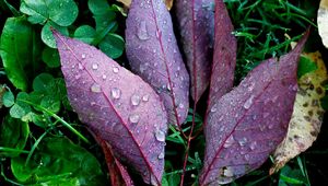 Preview wallpaper leaves, drops, plants, autumn, fallen