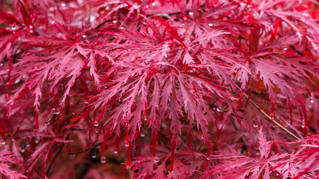 Wallpaper leaves, drops, rain, autumn, red