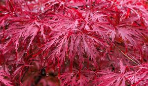 Preview wallpaper leaves, drops, rain, autumn, red