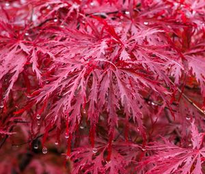 Preview wallpaper leaves, drops, rain, autumn, red